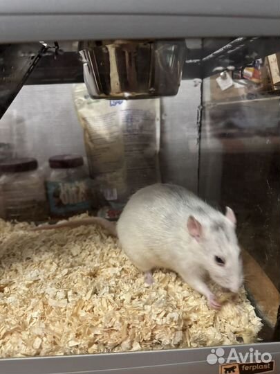 Декоративная крыса в добрые руки