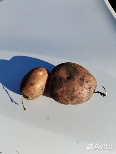Картофель из Базарного-Карабулака