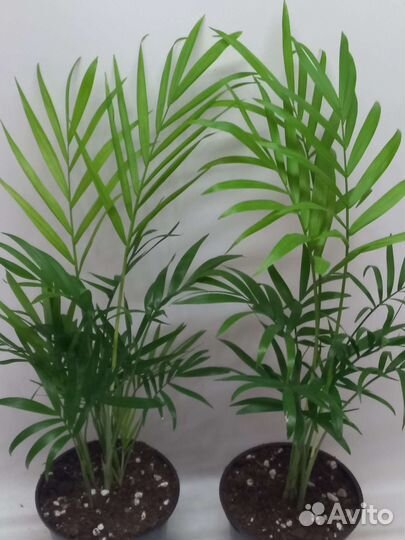 Пальма хамедорея