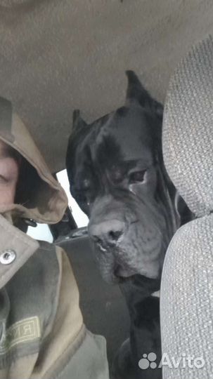 Собака кане Корсо