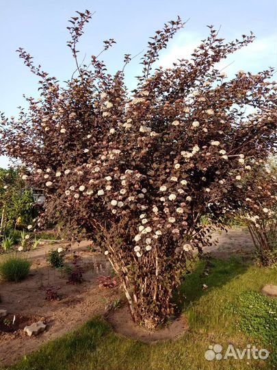 Пузыреплодник диаболо