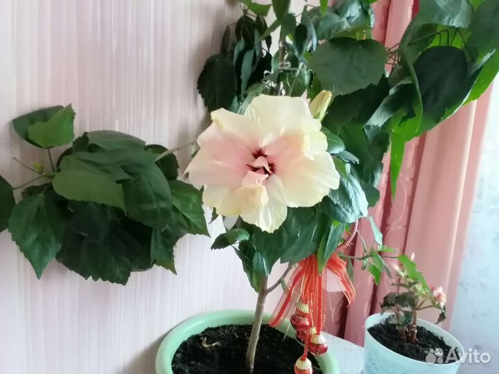 Китайская-роза-герань-столетник-вгоршках