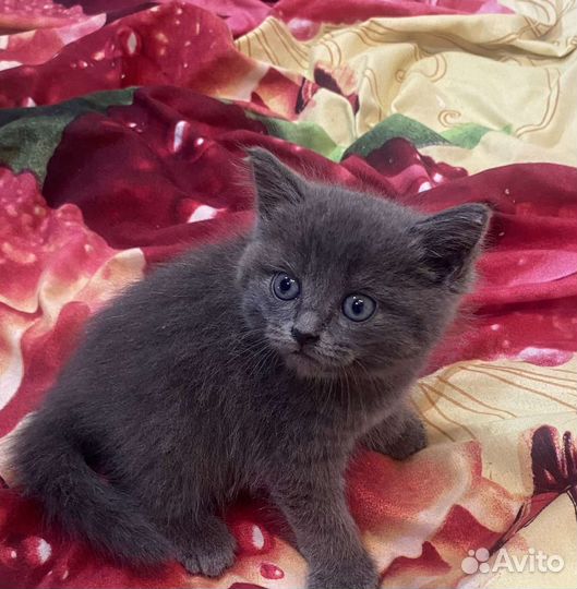 Котенок в добрые руки