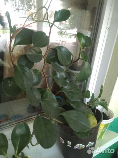 Хлорофитум