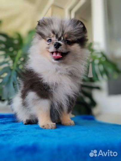 Щенки шпица