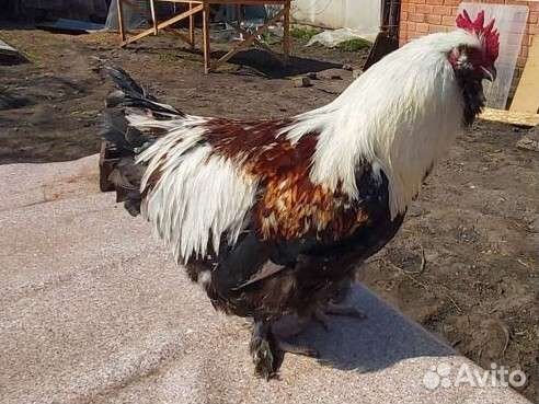 Петух фавероль