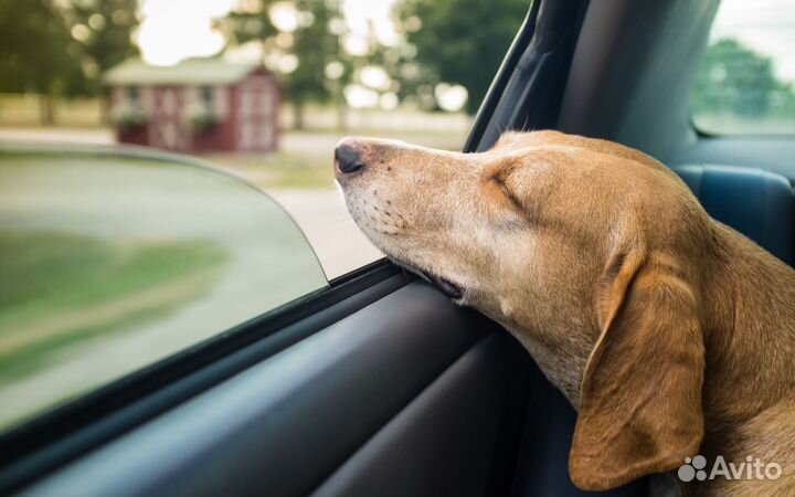 Зоотакси Москва-Новосибирск-Москва