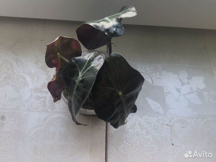 Алоказия полли