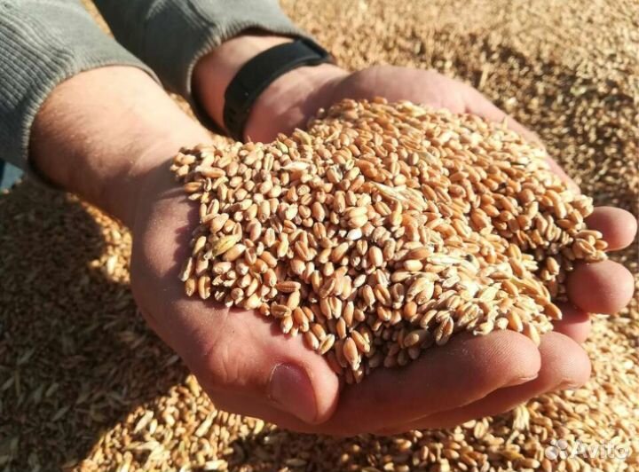 Пшеница, овёс