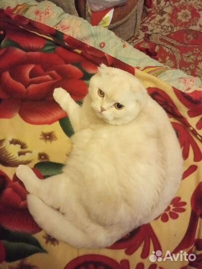 Отдам кота в добрые руки