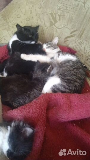 Котята даром