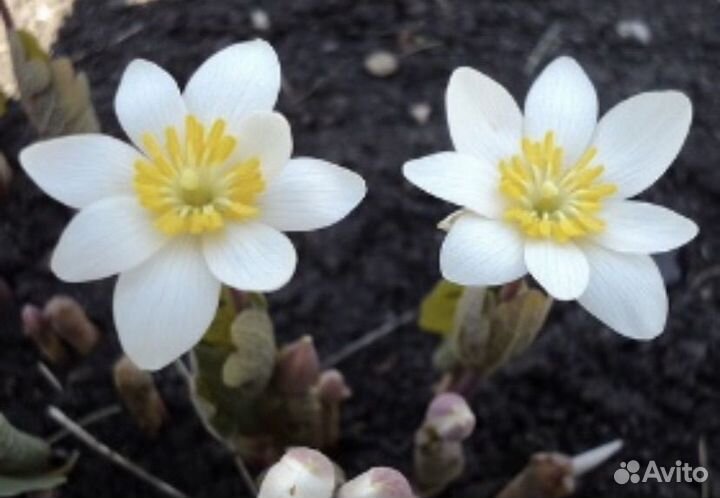 Сангвинария