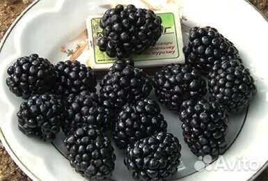 Ежевика безшипная Тройная корона и Найчез