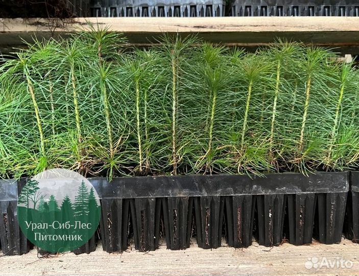 Сеянцы зкс Сосна Ель Лиственница окс Голуб Горн