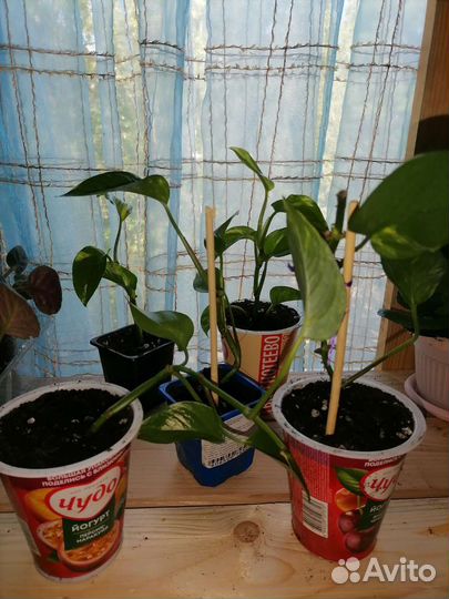 Комнатные растения