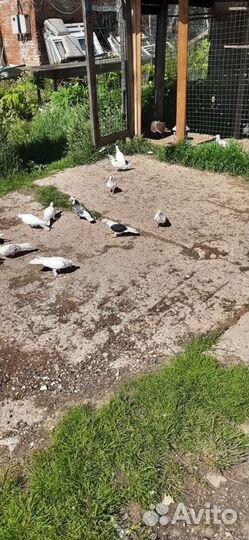 Бойные голуби разных видов