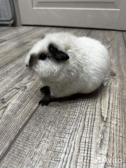 Морская свинка