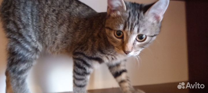 Отдам бесплатно котёнка