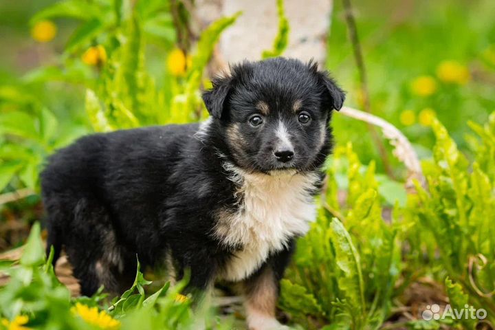 Щенки в добрые руки