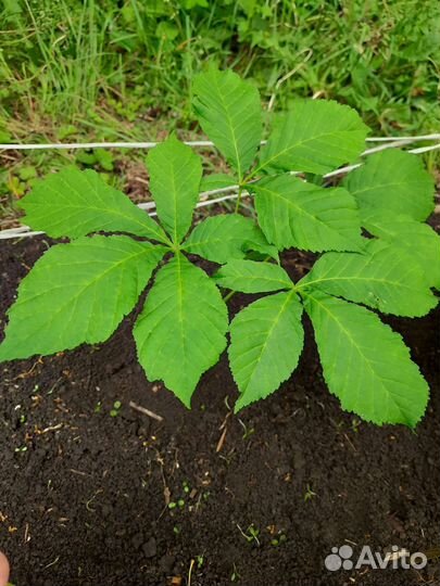 Саженцы каштана конского