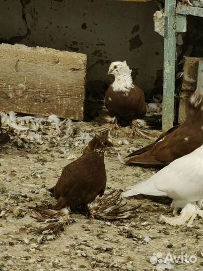 Голуби благодарненские продажа