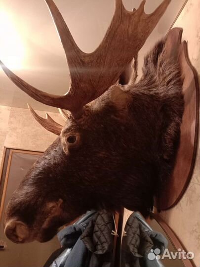 Чучело головы лося