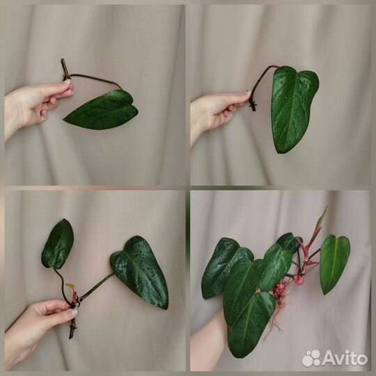 Комнатные растения