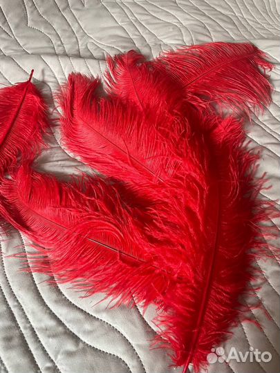 Страусиные перья