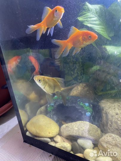 Аквариум