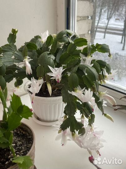 Декабрист шлюмбергера белый и красный