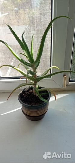 Комнатные цветы алоэ