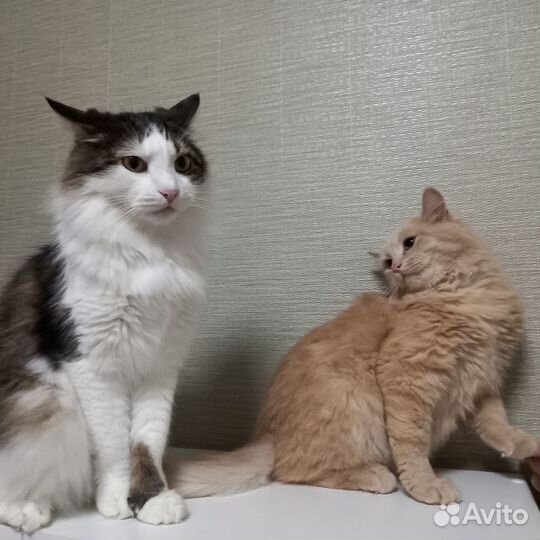 Котик Персик