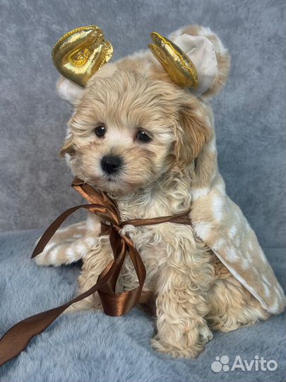 Щенки мальтипу