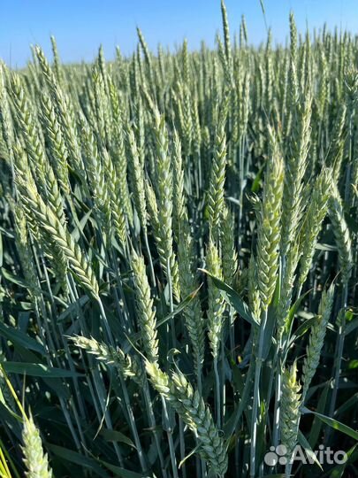 Семена озимой пшеницы