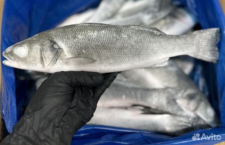 Сибас Дорадо Семга Лосось Креветки