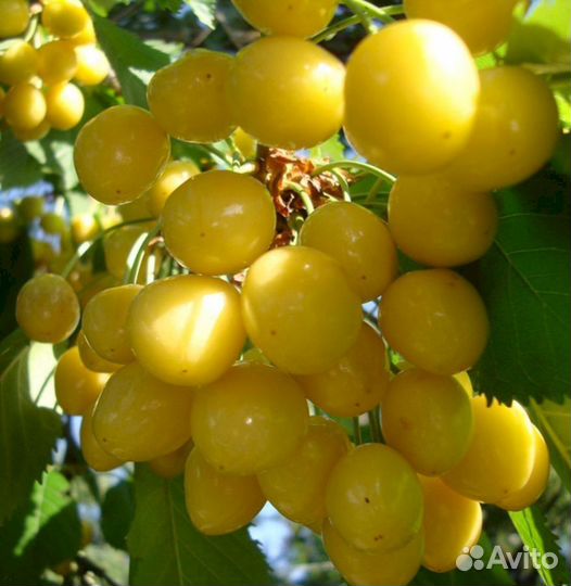 Саженцы черешни Чермашная (желтая)
