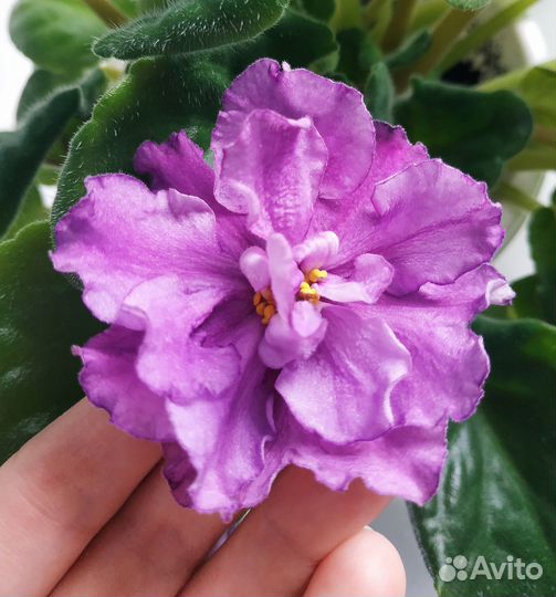 Взрослые сортовые фиалки