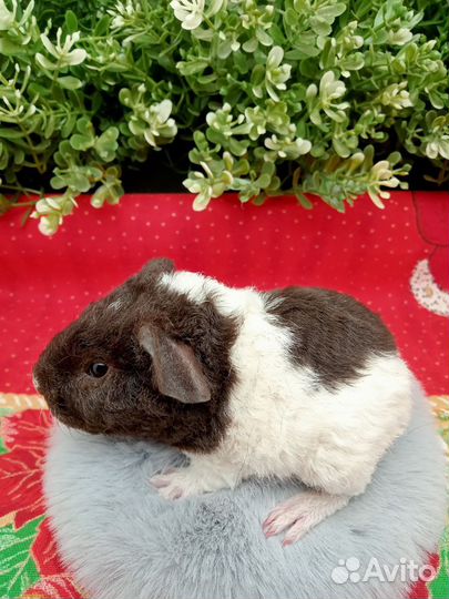 Американские тедди, Морская свинка