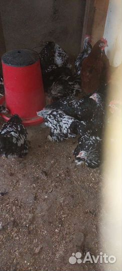 Куры несушки 1 год и 2 месяца