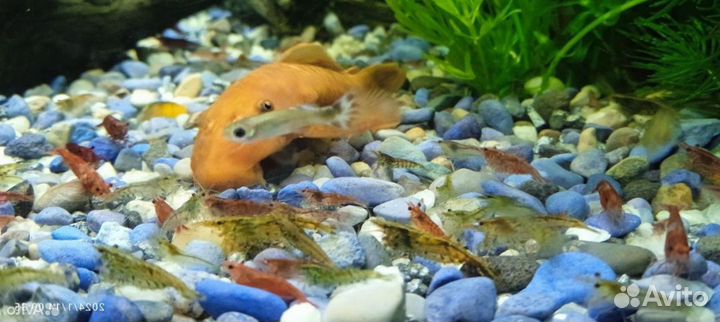 Креветки и гуппи - мальки,мальки сома анциструса