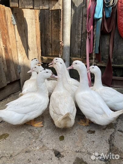 Утки муларды