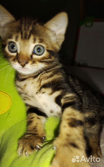 Бенгальская