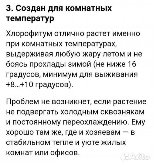 Хлорофитум кудрявый