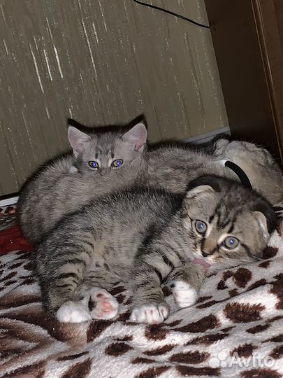 Шотладские котята