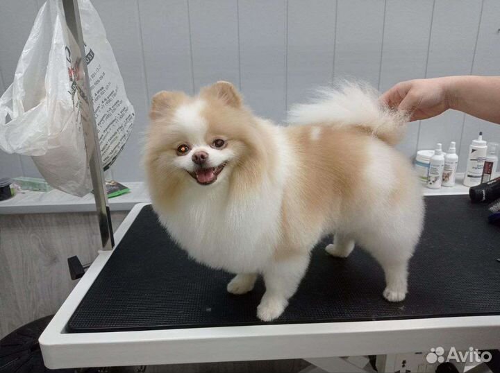 Ультразвуковая чистка зубов стрижка собак и кошек