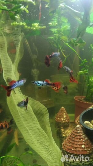 Гуппи ассорти и меченосцы красно-черные