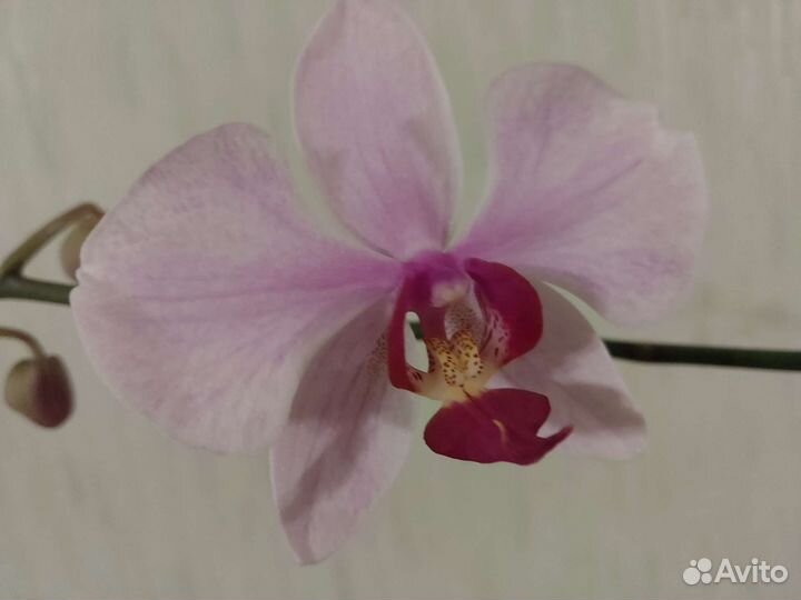 Орхидея фаленопсис