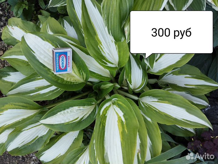 Хосты