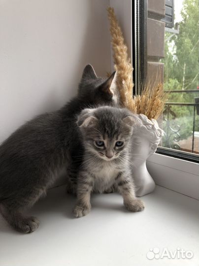 Котята вислоухие