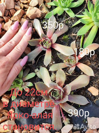 Молодило каменная роза сортовое гибридное